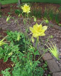 Image result for Aquilegia vulgaris Tower Mix