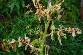 Image result for Phragmanthera cornetii