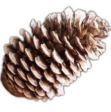 Http 4 Bp Blogspot Com Qddi Wlqb2i Unkosismk6i Aaaaaaaanp0 Oozwyjqem 8 S1600 Pine Cone Png Digi Scrap Christmas Joy Pine Cones
