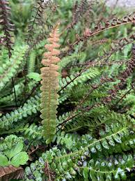 Image result for Blechnum