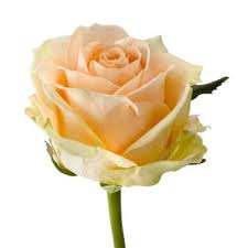 The avalanche rose was introduced to the flower markets in the year 2000. Rose Pearl Avalanche 70cm Wholesale Flowers Florist Supplies Uk