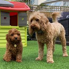 Find labradoodles puppies & dogs for sale uk at the uk's largest independent free classifieds site. Considering A Labradoodle As A Second Dog Australian Cobberdogs Labradoodles