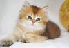 Golden British Shorthair