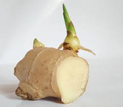 Vegetationsknoten Ingwer Anpflanzen Ingwer Pflanzen Ingwer Ziehen