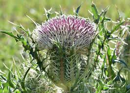 Image result for Cirsium