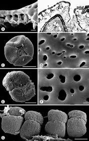 Image result for Monodora grandidieri