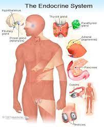 Endocrine System Illustrations Of Anatomy Function Glands Organs