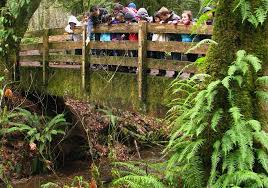 Gather the gnomes from their homes along the trail and celebrate with a feast of tiny gnome foods and blueberry juice. Where To See Spawning Salmon In The South Sound And South King County Parentmap
