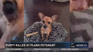 Great sites have pet stores in denver co are listed here. Pup S Death Puts Spotlight On Pet Boarding Requirements 9news Com