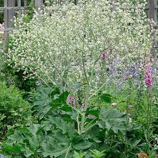 Image result for Crambe