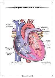 Free Printable Diagram Of The Human Heart Human Heart Diagram Heart Diagram Human Heart