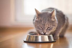 >> click to see the price on chewy.com <<. 6 Tips For Choosing The Right Cat Food Bowls Catster