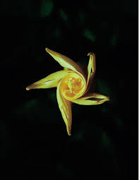 Image result for Rhynchosia congensis