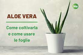 E' meglio piantare figli di una pianta adulta di aloe vera in piena salute, facilmente rimuovibili dalla pianta vista la poca profondità delle radici dell'aloe e' possibile acquistare piante già ben formate dal proprio vivaio di fiducia, o anche online e farsela spedire tranquillamente a casa, ecco alcune offerte. Aloe Vera Come Coltivarla In Casa Per Avere Succo E Gel Sempre A Disposizione Greenme