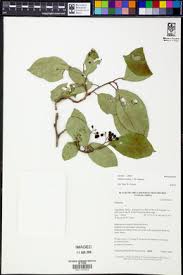 Image result for Ehretia obtusifolia