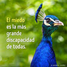 Genial - Encuentra nuestras frases más Geniales en nuestro Pinterest  https://es.pinterest.com/genial0245/ | Facebook