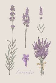 Best Meaningful Tattoos Ideas Botanical Inspiration Photo Lavender Tattoo Plant Tattoo Botanical Drawings