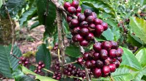 Find the perfect coffee plantation stock photo. Double Whammy For Karnataka Coffee Farmers Untimely Rain And Falling Prices India News The Indian Express