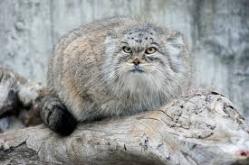 For en.wikipedia, this is currently the only extant (living) species in the genus otocolobus. Manul Definition And Synonyms Of Manul In The Russian Dictionary