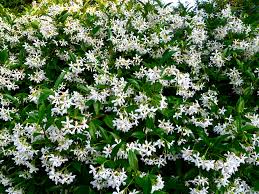 It has a powerfully strong fragrance, once. Jasmine Star Honeysuckle Nurseries