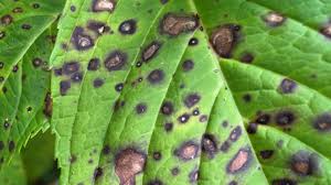 Image result for Cercospora hydrangea