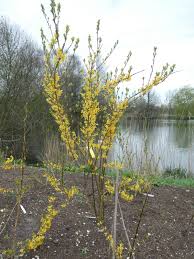 Image result for Faurea intermedia