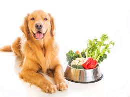 Fruits Vegetables Dogs Can And Can T Eat Dog Food Recipes Organic Dog Food Best Organic Dog Food