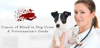 Causes Of Blood In Dog Urine A Vet S Guide