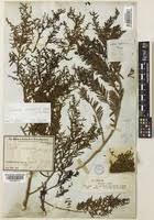 Image result for Suaeda monoica