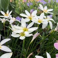 Image result for Zephyranthes candida