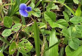 Image result for Vigna kirkii