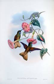 The best collection of hummingbird coloring pages for adults. John Gould Illustrations And Books