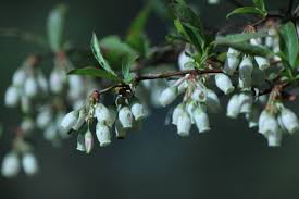 Image result for Vaccinium madagascariense