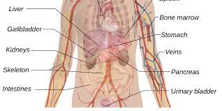 More than 85% of our immune system directly depends on the overall state of our intestinal microflora. Pain In Left Lower Abdomen