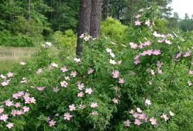 Check spelling or type a new query. Many Attributes Of Using These Plants Planting Roses Plants Native Plants