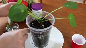 Check spelling or type a new query. How To Propagate Pilea Peperomioides By Cutting Youtube