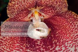Dracula Orchids