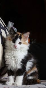Animal Pet Cat Family Member Kitten Pet Cats Photography Cute Cat Obese Cat Tabby Cat Shorthair Cat Longhair Cat P Kittens Cutest Cute Cats Pretty Cats