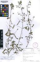 Image result for Indigofera lupatana