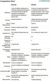 Mitosis Versus Meiosis Worksheet Worksheet Fun And Printable