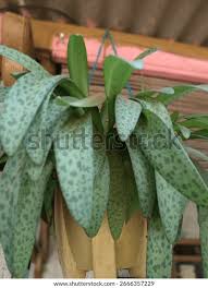 Image result for Xerophyta kirkii