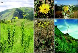 Image result for Berkheya zeyheri