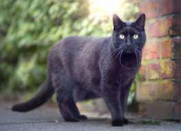 Is A Black Cat Crossing Your Path Good Or Bad Luck Metro News
