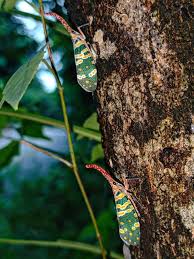 Image result for Disperis katangensis