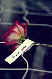 Rose Wallpaper Full Hd Full Size Wallpaper In 2020 Love Rose Love Wallpaper Rose Wallpaper