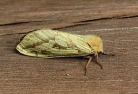 Today a white tux is seen as more dressed up than its black or midnight blue counterparts. Ghost Moth Norfolk Wildlife Trust