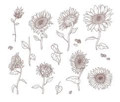 Free download and use them in in your design related work. Premium Vector Hand Drawing Vintage Sunflower Vector Illustration