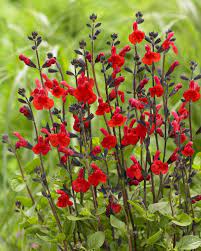 Pin On Garden Some Favorite Plants To Use