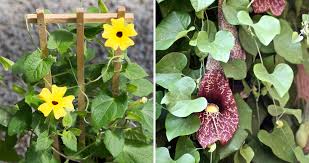For example, the porcelainberry has intriguing turquoise and purple fruit. Five Favorites Climbing Plants Vines The Blog At Terrain Terrain