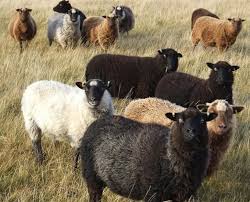 Black And White Sheep Breeds Nz Shetland Wool Combed Top Blue And White Conservation Breed Etsy Sheep Breeds Sheep And Lamb Goats